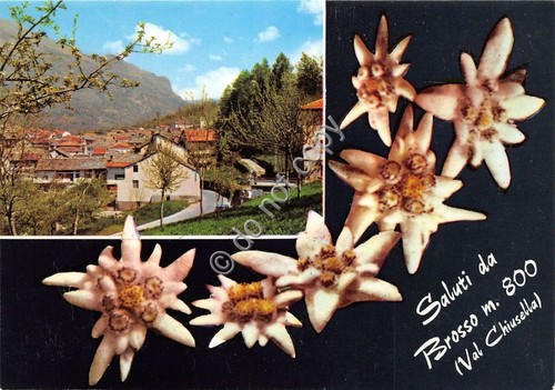 Cartolina - Postcard - Saluti da - Brosso - Stelle …
