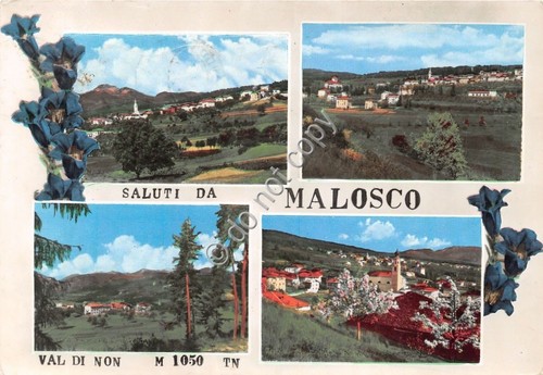 Cartolina - Postcard - Saluti da - Malosco - vedutine …