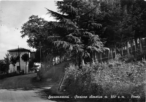 Cartolina - Postcard - Serramazzoni - Pineta - anni '50