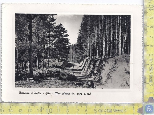 Cartolina - Postcard - Silvana Mansio - Sila - Pineta …