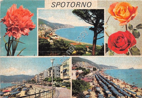 Cartolina - Postcard - Spotorno Vedutine rose anni '60 (Savona)