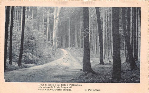 Cartolina - Postcard - Strada in un bosco - Poesia …