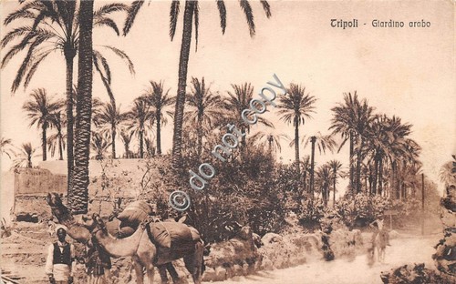 Cartolina - Postcard - Tripoli giardino arabo animata dromedario