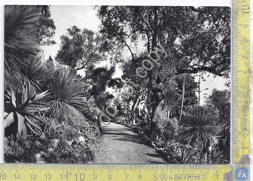 Cartolina - Postcard - Ventimiglia - La Mortola - Viale …