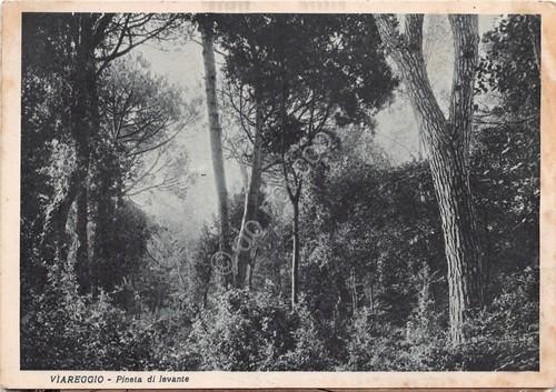 Cartolina - Postcard - Viareggio - Pineta di Levante - …