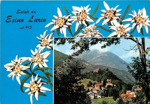 Cartolina - Saluti da Esino Lario panorama e stelle alpine …