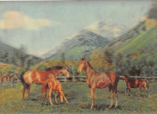 Cartolina 3D Lenticular plastificata Cavalli Toppan