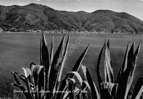 Cartolina Alassio Panorama da Capo Mele agave 1959 (Savona)