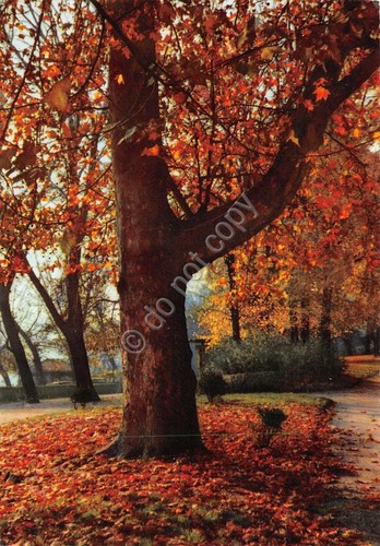 Cartolina Albero in autunno 1960