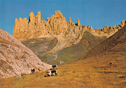 Cartolina Alpe di Siusi verso Denti Terra Rossa Mucche al …