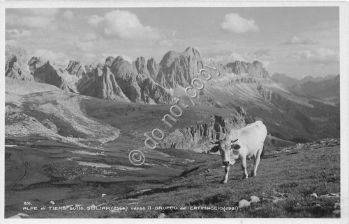 Cartolina Alpe di Tiers sullo Scillar Mucca pascolo