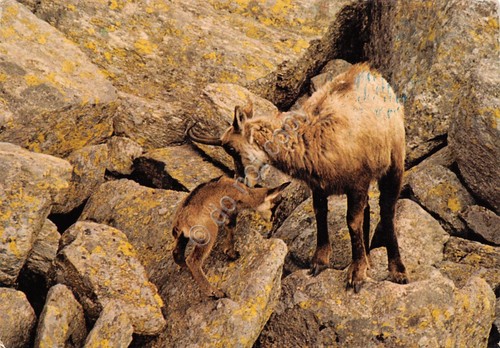 Cartolina Alpi Occidentali Camoscio Timbro CAI Sez. Torino Rifugio V. …