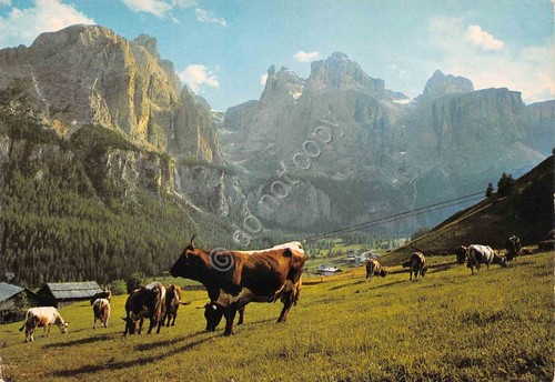 Cartolina Alta Val Badia Val Mezdi mucche al pascolo
