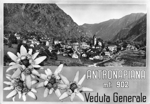Cartolina Antronapiana panorama e stelle alpine 1957 (Verbania)