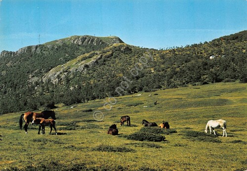 Cartolina Anzola Pascolo al prato 1974