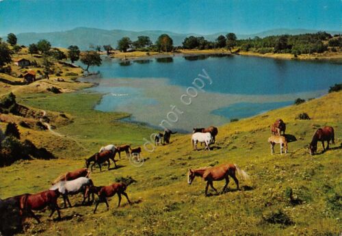 Cartolina Appennino Reggiano Lago di Ventasso 1978 con cavalli (Reggio …