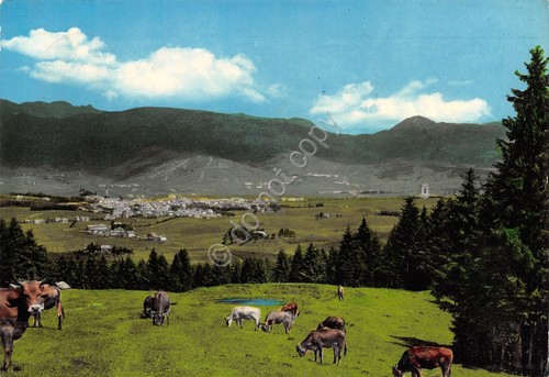 Cartolina Asiago Panorama con mucche da Malga Fassa anni '60