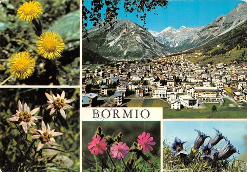 Cartolina Bormio vedute fiori 1972 (Sondrio)