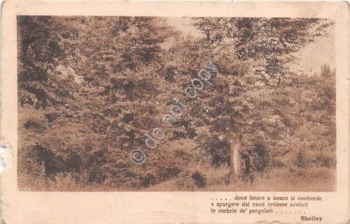 Cartolina Bosco Poesia Shelley 1916