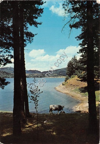 Cartolina Calabria Sila Lago Ampollino panorama con mucca 1973 (Cosenza)