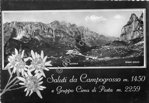 Cartolina Campogrosso Panorama Stella alpina (Bolzano)