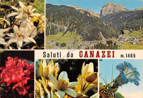 Cartolina Canazei vedute varie e fiori (Trento)