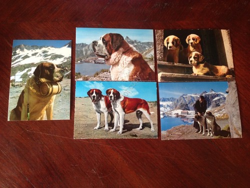 Cartolina Cane San Bernardo lotto di 5 cartoline NVG