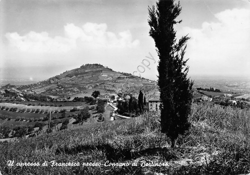 Cartolina Canzano di Bertinoro panorama parziale e cipresso 1955 (Forl?)