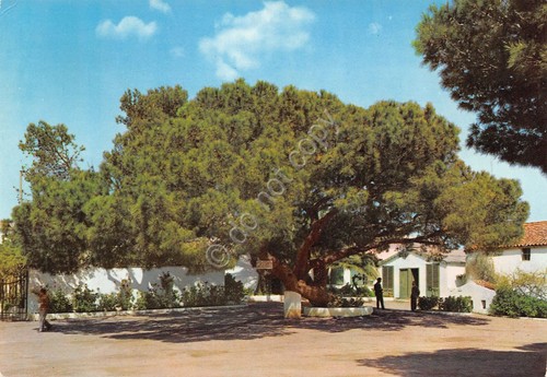 Cartolina Caprera Albero alla cui ombra Garibaldi sostava (Sassari)