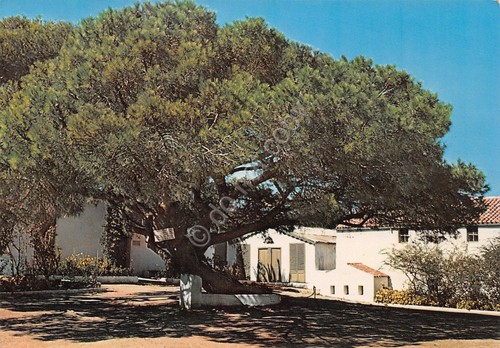 Cartolina Caprera pino piantato da Garibaldi alla nascita della figlia …