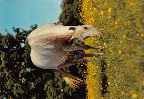 Cartolina Cavallo bianco al pascolo Ed Cecami