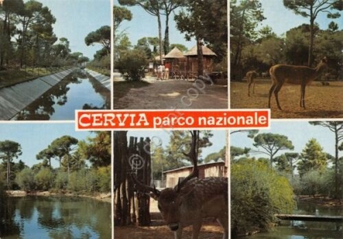Cartolina Cervia Parco Nazionale vedute e animali 1983 (Ravenna)