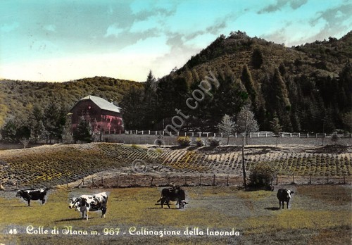 Cartolina Colle di Nava Coltivazione della lavanda mucche 1962