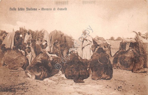 Cartolina Colonie Libia Italiana Mercato dei cammelli