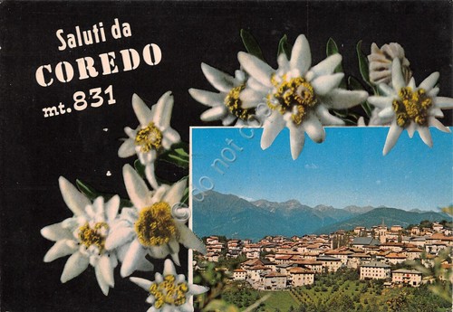 Cartolina Coredo veduta e stelle alpine 1980 (Trento)
