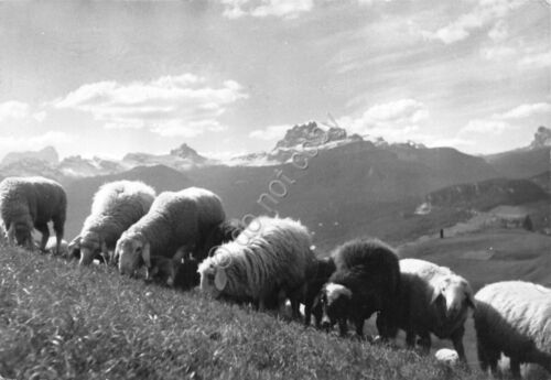 Cartolina Cortina Bezzo di Mezzod con pecore 1964