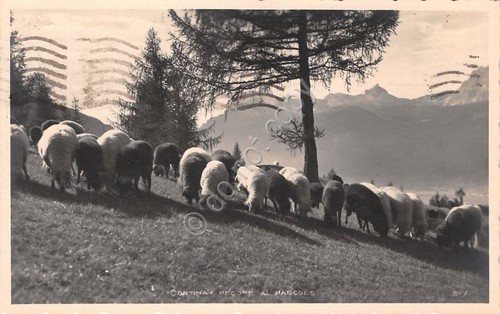Cartolina Cortina pecore al pascolo 1943