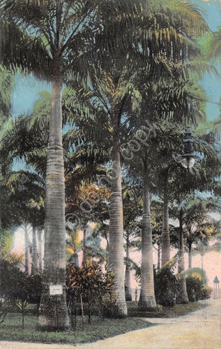 Cartolina Costa Rica Limon Palamas in Vargas Park 1927