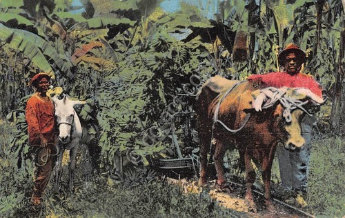 Cartolina Costarica hauling fruits to the platform 1937