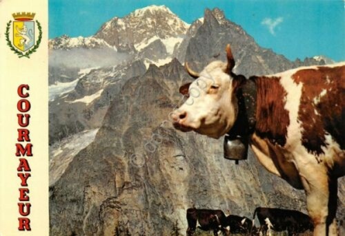 Cartolina Courmayeur panorama con mucca 1971