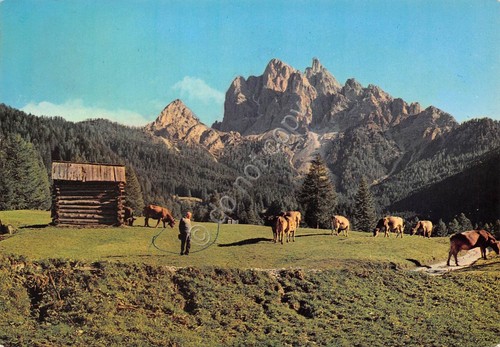 Cartolina Dolomiti Braies Vecchia animata mucche 1972