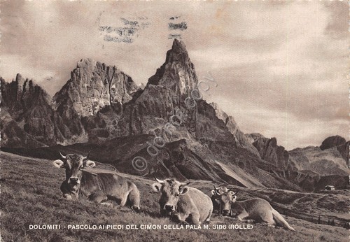 Cartolina Dolomiti Cimon della Pala Pascolo mucche 1958