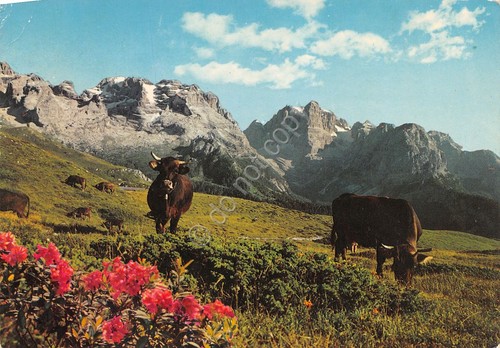 Cartolina Dolomiti di Brenta Motivo dal Monte Spinale tori 1972 …