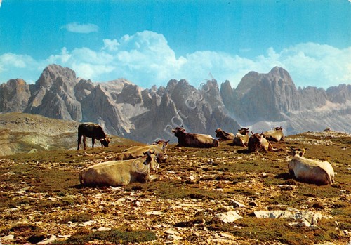 Cartolina Dolomiti Gruppo Catinaccio panorama e mucche al pascolo 1972 …