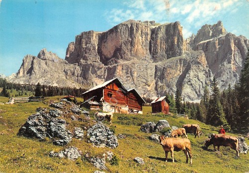 Cartolina Dolomiti Gruppo Sella baite mucche al pascolo 1973 (Trento)