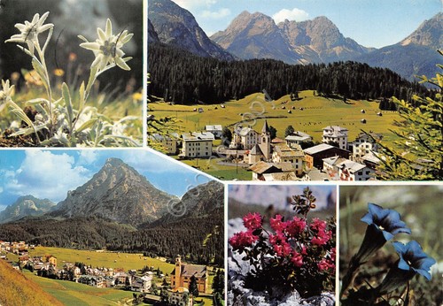 Cartolina Dolomiti Sappada vedute stella alpina (Belluno)