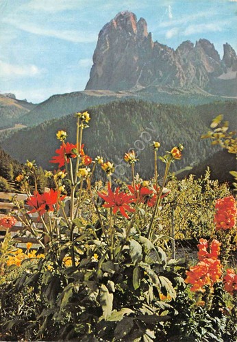 Cartolina Dolomiti Sassolungo 1969 con fiori (Bolzano)