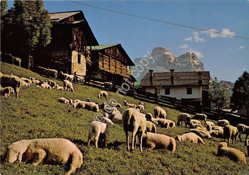 Cartolina Dolomiti Val Fiorentina Pascolo ai piedi del M. Pelmo