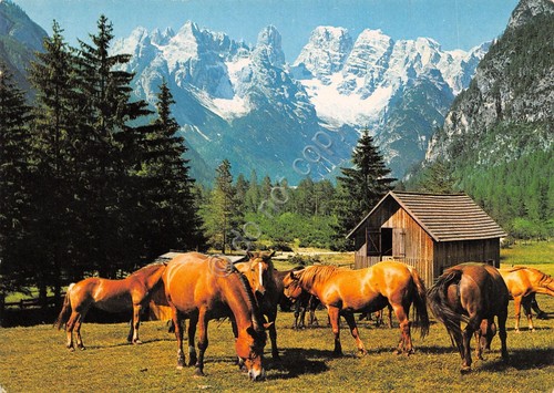 Cartolina Dolomiti verso nord panorama con cavalli e Monte Cristallo