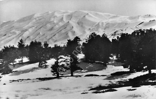 Cartolina Etna Pineta di Linguaglossa 1997